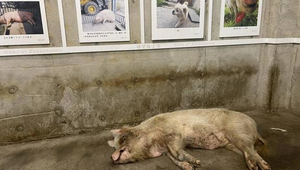 建川博物馆：兽医称猪坚强已进入弥留
