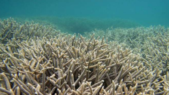 气候变化或将破坏海洋环境 对濒危海洋生物产生影响