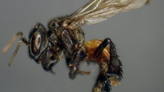 秃鹫蜜蜂：唯一爱吃肉的蜜蜂