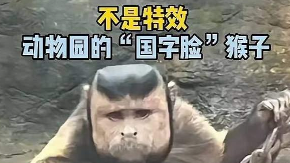 不是特效！动物园一猴子长着国字脸络腮胡