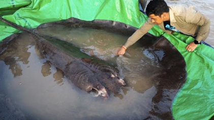 柬埔寨村民捕获全球最大淡水鱼：重300公斤