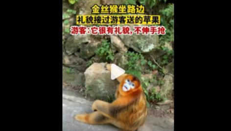 金丝猴坐路边礼貌接过游客苹果，游客：它宁愿吃树叶也不会伸手抢