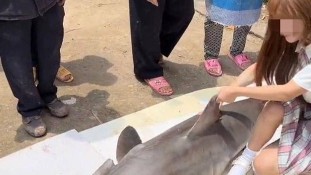 网红博主烹食的150斤大白鲨系福建渔民捕获后贩卖，涉事两人已被批捕