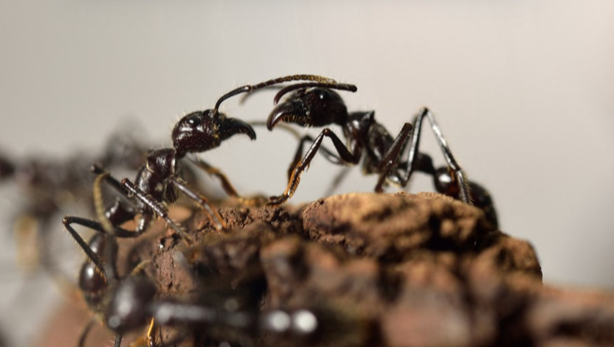 地球上有多少只蚂蚁？科学家估算：2亿亿只！