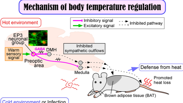 哺乳动物体温维持37℃的关键神经元确定