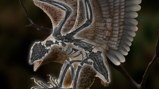 我国科学家发现朱氏克拉通鸷！长着恐龙头骨的白垩纪鸟类