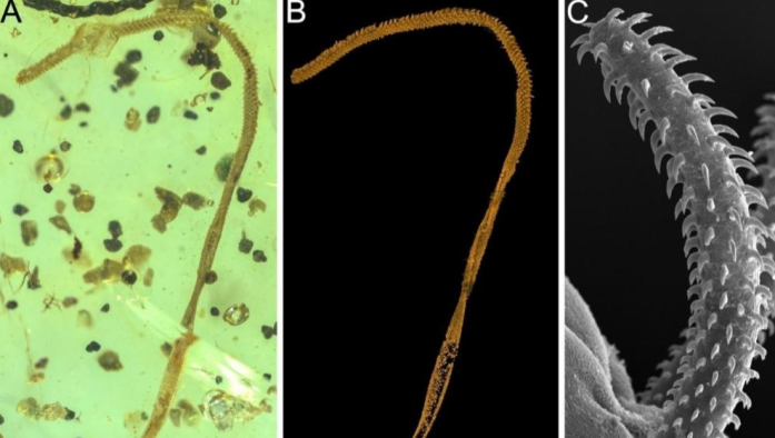 远古发现｜科学家发现约1亿年前的海洋内寄生虫